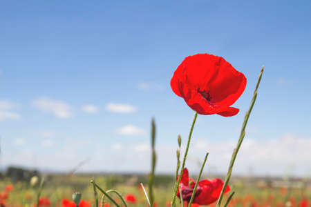 Wild red poppy flowers blooming in springの写真素材