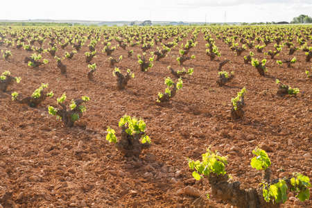 Vineyard in La Mancha, Spainの写真素材