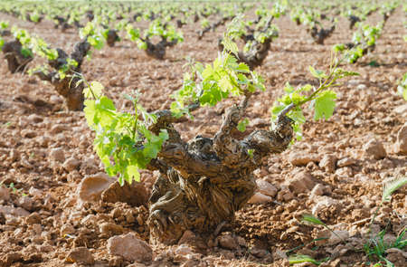 Vineyard in La Mancha, Spainの写真素材