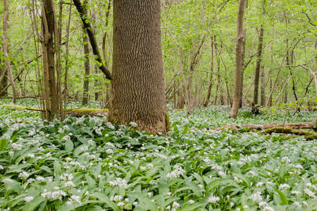 Blossoming bear's garlic blooming in the springtime forestの写真素材