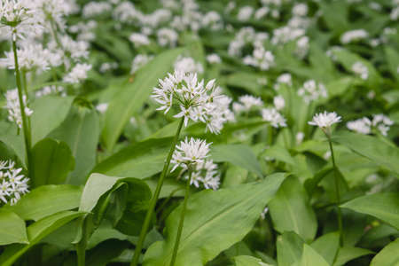 Blossoming bear's garlic blooming in the springtime forestの写真素材