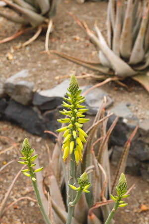 Blossoming aloe vera plants yellow flowersの写真素材