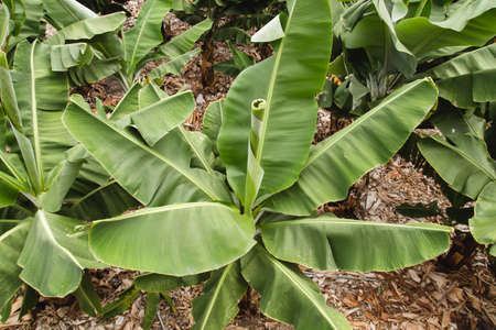 Banana plantation in the Canary Islandsの写真素材