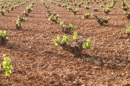 Vineyard in La Mancha, Spainの写真素材