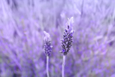 Purple lavender flowers blooming in spring