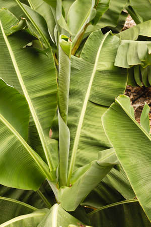 Banana plantation in the Canary Islandsの写真素材