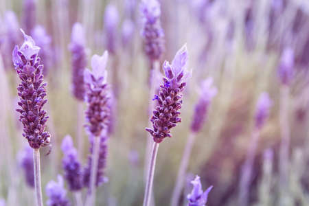 Purple lavender flowers blooming in springの写真素材