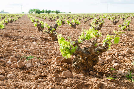 Vineyard in La Mancha, Spainの写真素材
