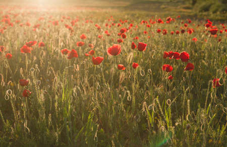 Wild red poppy flowers blooming in springの写真素材