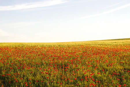 Wild red poppi flowers fieldの写真素材
