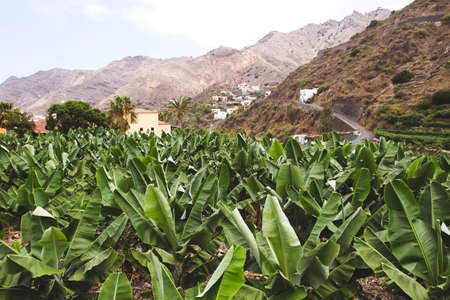 Banana plantation in the Canary Islandsの写真素材
