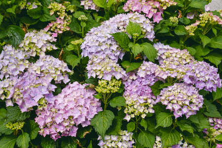 Hydrangea pink purplish flowers bloomingの写真素材