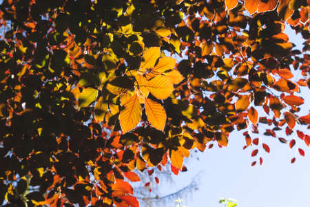 Fagus sylvatica purpurea colorful foliageの写真素材