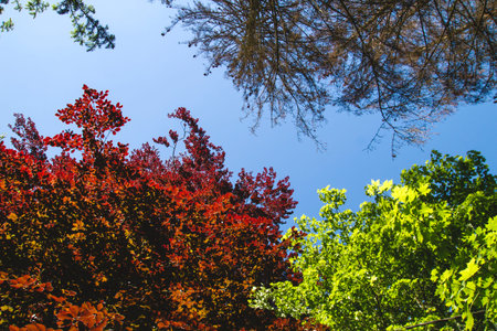 Fagus sylvatica purpurea colorful foliage