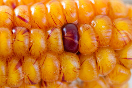 Ear of maize close upの写真素材