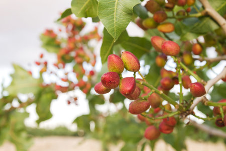 Pistachio nuts ripening in the tree