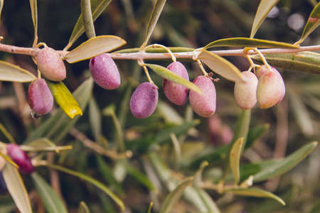 Olive tree ripe fruitsの写真素材