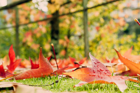 Colorful fallen leaves in autumn