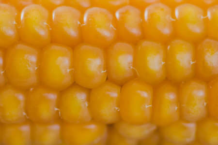 Ear of maize close up