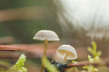 Mycena small mushroom growing wild in the autumnal forestの写真素材