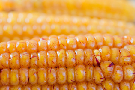 Ear of maize close up