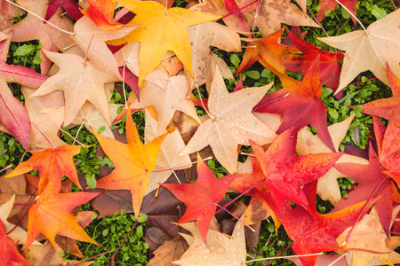 Colorful fallen leaves in autumn