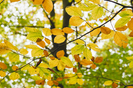 Beech trees autumnal foliage