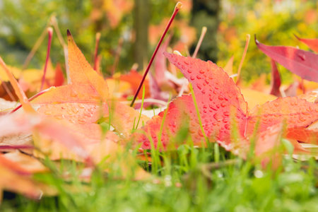 Colorful fallen leaves in autumn