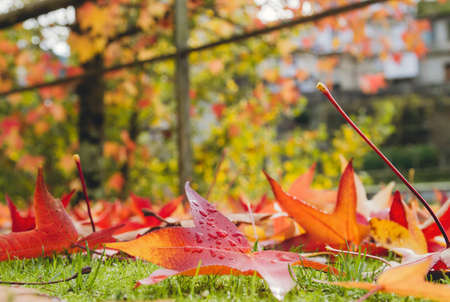 Colorful fallen leaves in autumnの写真素材