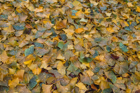 Ginkgo biloba autumnal deciduous leaves