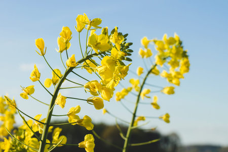 Rapeseed yellow flowers blooming in the springtime fields