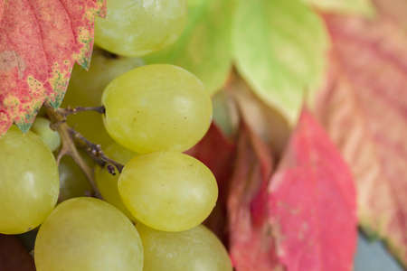 Fresh green grapes close upの写真素材