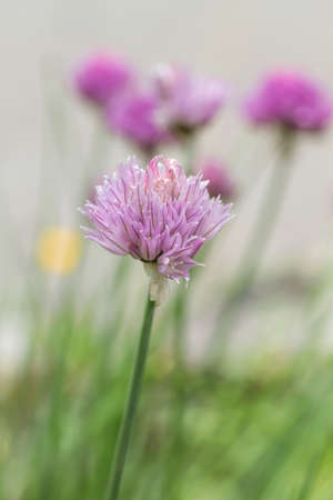Chives flowers bloomingの写真素材