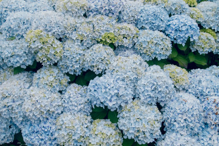 Hydrangea blue flowers