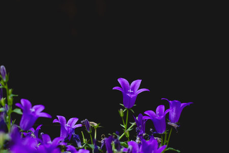 Campanules purple flowers