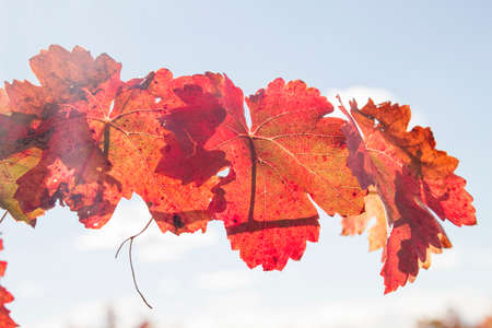 Vineyard with autumnal colorsの写真素材