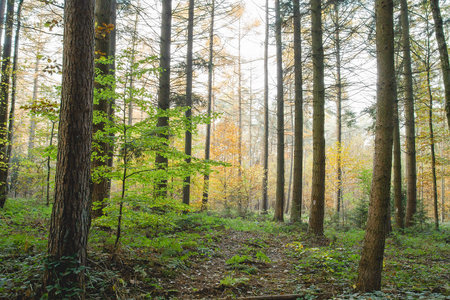 Autumnal forest landscape
