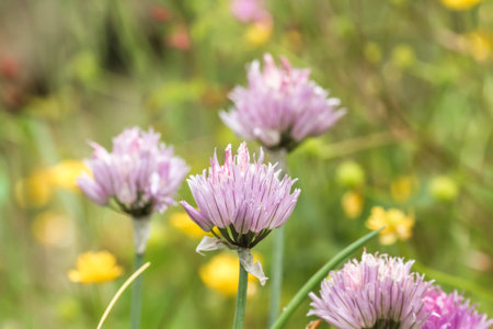 Chives flowers blooming