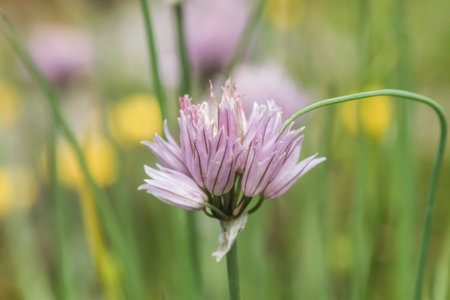 Chives flowers blooming