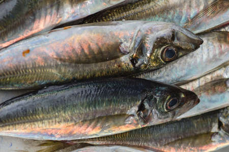 Fresh raw pompano seafood detailの写真素材