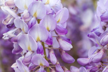 Detail of wisteria purple flowers blooming in springの写真素材
