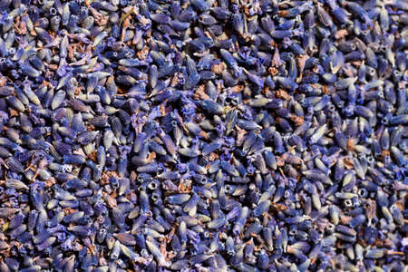 Dried lavender flowers close upの写真素材