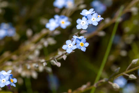 Forget me not blue flowers blooming in springの写真素材