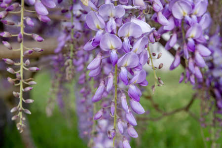 Detail of wisteria purple flowers blooming in springの写真素材