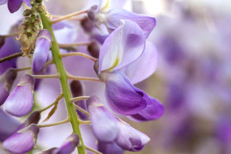 Detail of wisteria purple flowers bloomingの写真素材