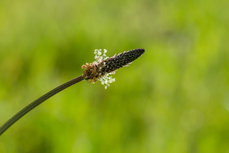 Plantago major flower blooming in spring