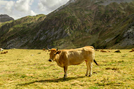 Cattle grazing in the mountainsの写真素材