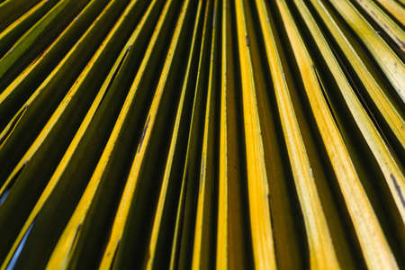 Palm tree leaf close upの写真素材