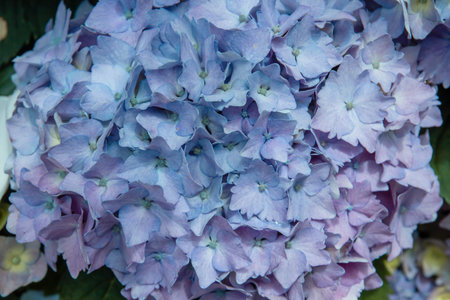 Detail of hydrangea blue-purplish flowersの写真素材