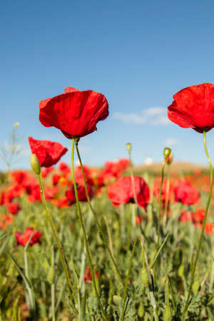 Wild red poppy flowers blooming in springの写真素材